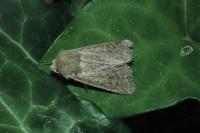 Orthosia cruda