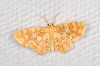 Hydrelia flammeolaria