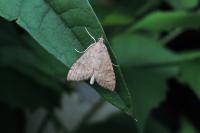Udea fulvalis