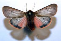 Phragmatobia fuliginosa