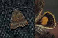 Noctua janthina
