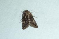 Thalpophila matura