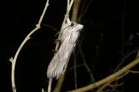 Cucullia santolinae
