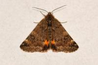 Boudinotiana notha