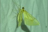 Gandaritis pyraliata