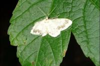 Idaea trigeminata