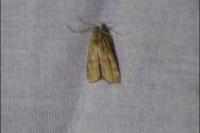 Parapoynx stratiotata