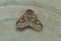 Orthosia gothica