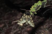 Apocheima hispidaria