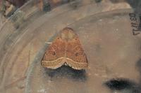 Orthosia cerasi