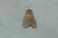 Orthosia cruda