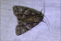 Acronicta rumicis