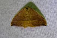 Watsonalla cultraria