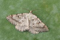 Isturgia assimilaria