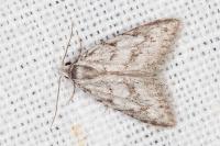 Nola cicatricalis