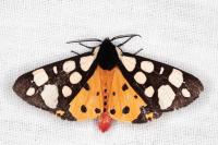 Arctia villica