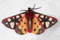 Arctia villica