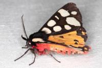Arctia villica