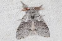 Calliteara pudibunda
