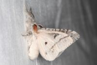 Calliteara pudibunda