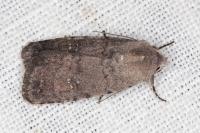 Caradrina flavirena