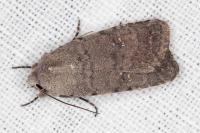 Caradrina flavirena