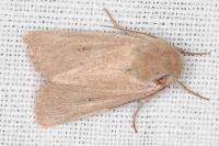 Mythimna sicula