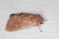 Orthosia cerasi