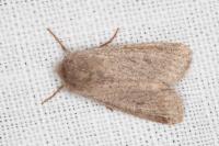 Orthosia cruda