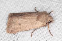Spudaea ruticilla