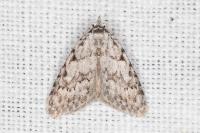 Nola cicatricalis