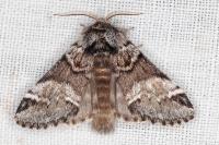 Drymonia dodonaea