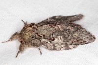 Peridea anceps