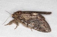 Peridea anceps