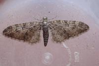 Eupithecia abbreviata