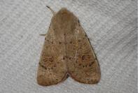 Orthosia cruda