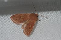 Orthosia cerasi