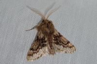 Apocheima hispidaria