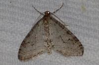 Trichopteryx carpinata