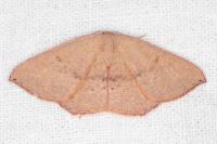 Cyclophora puppillaria