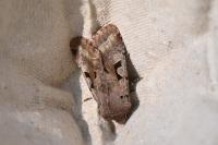 Orthosia gothica
