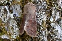 Orthosia incerta