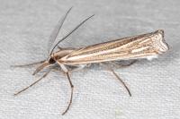 Ancylolomia palpella