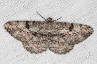 Peribatodes rhomboidaria rhomboidaria