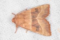 Atethmia centrago