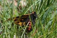 Arctia plantaginis