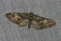 Eupithecia abbreviata