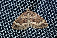 Lampropteryx suffumata