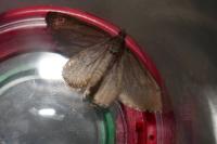 Aplocera efformata/plagiata