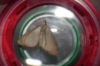 Aplocera efformata/plagiata